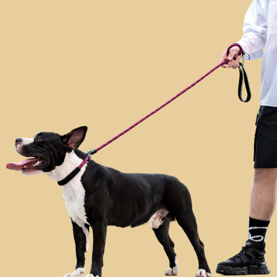 Pawsh Slip Lead Training Leash