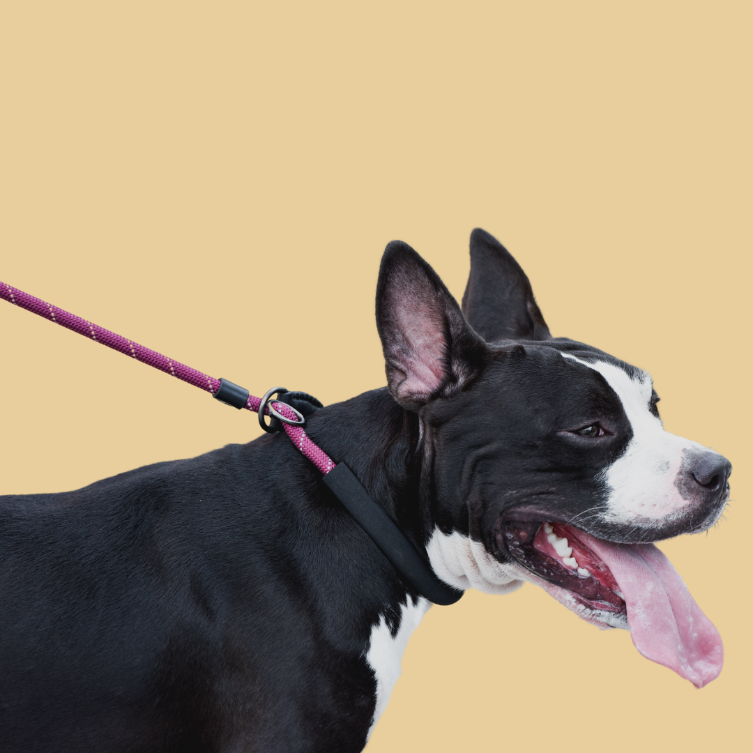 Pawsh Slip Lead Training Leash