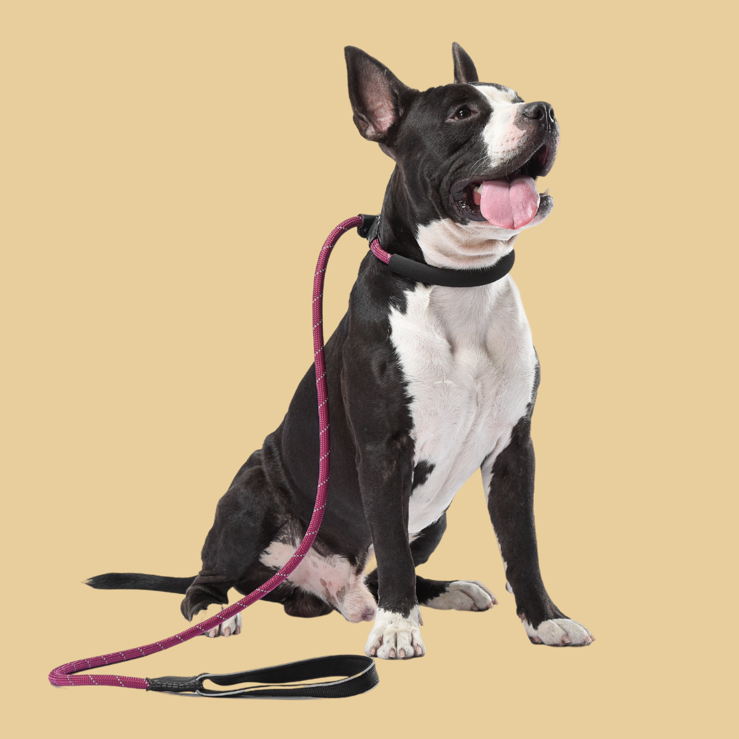 Pawsh Slip Lead Training Leash