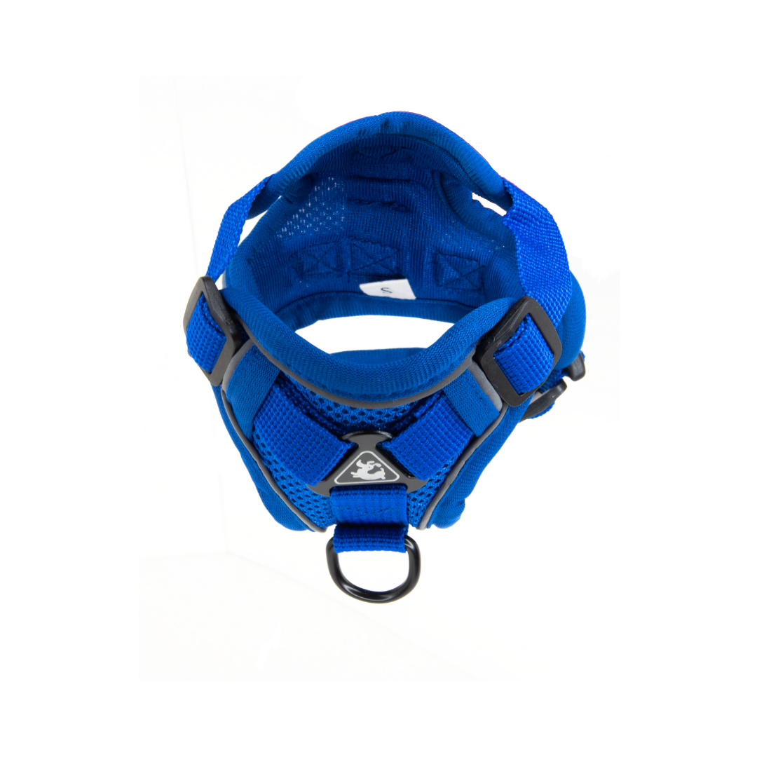 bright blue dog harness