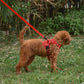 Mesh Set Dog Harness